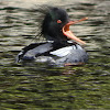 Red Breasted Merganser