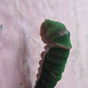 Pupa