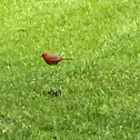 Cardinal