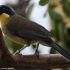 Blue-crowned Laughingthrush