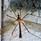 Crane fly