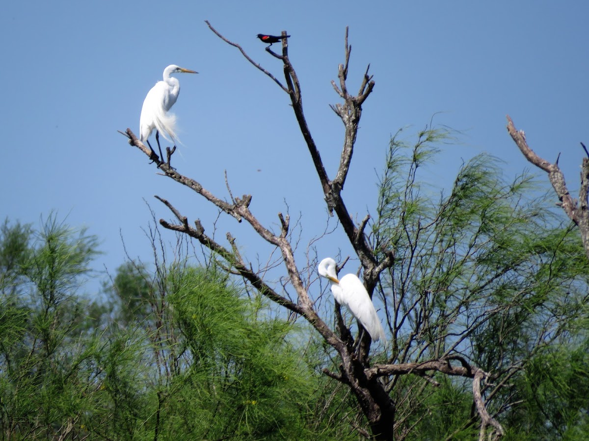 Great Egrets