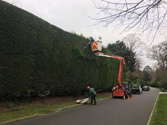 Hedge Trimming album cover