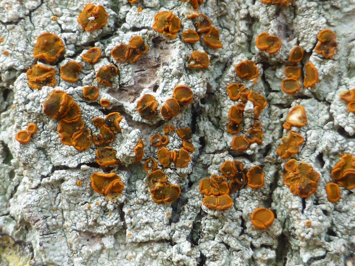 Brick-spored Firedot Lichen