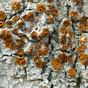 Brick-spored Firedot Lichen