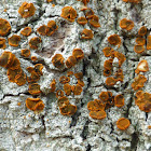 Brick-spored Firedot Lichen