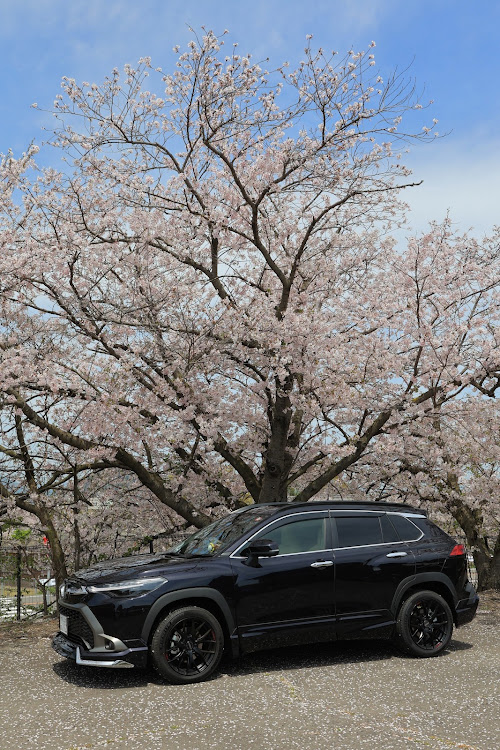 カローラクロスのカローラクロス ZVG13・カローラクロス・春ですね・桜とコラボ・サクラと愛車に関するカスタム事例の投稿画像2枚目