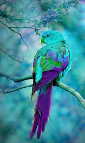 Image result for parrots