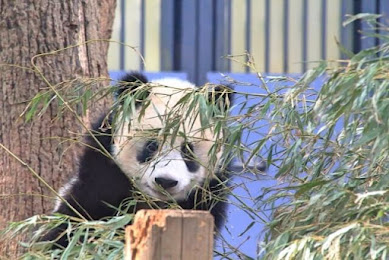 谷原章介、「地元でのんびりして」パンダ・シャンシャンの中国行きコメントに視聴者からツッコミ殺到「シャンシャンの地元は上野」