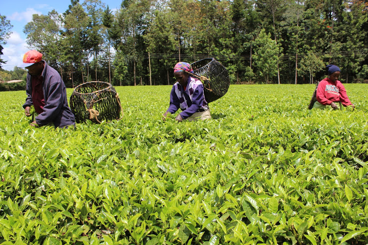 Smallholder tea farmers to receive Sh649m dividend boost