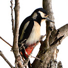 Great Spotted Woodpecker; Pico Picapinos