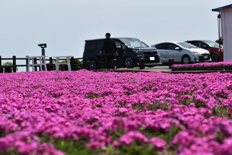 ヴォクシーの大分満喫ツアー・芝桜を求めて...・豪華海鮮を喰らう・大分最高👍👍👍・空の展望所で...に関するカスタム事例の投稿画像8枚目