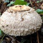 Shaggy parasol