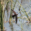 Pallid Swift; Vencejo Pálido