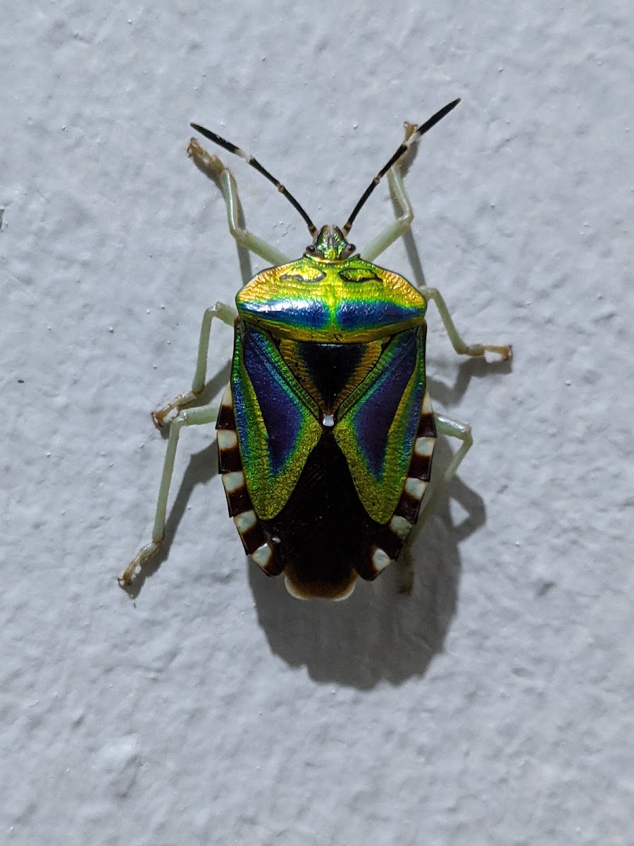 Mattiphus Shield Bug