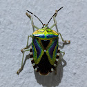 Mattiphus Shield Bug