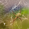 Garden Spider - Orb weaver