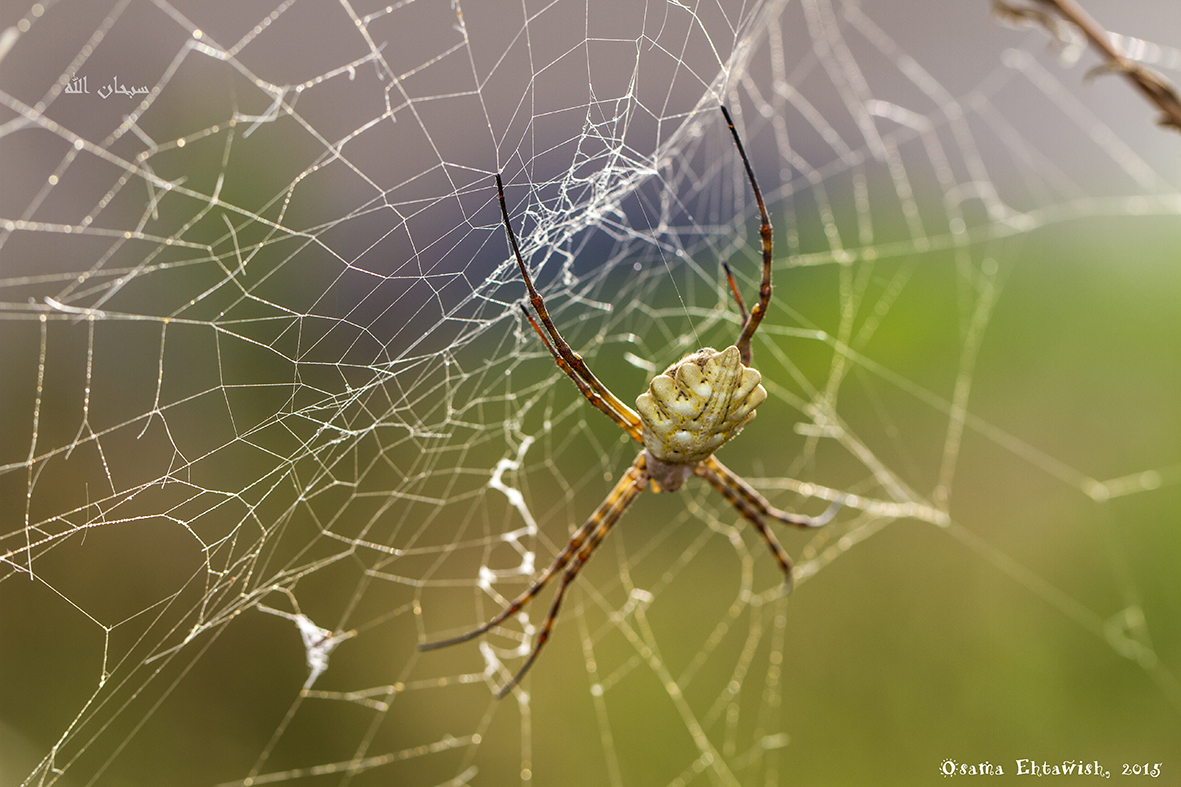 Garden Spider - Orb weaver