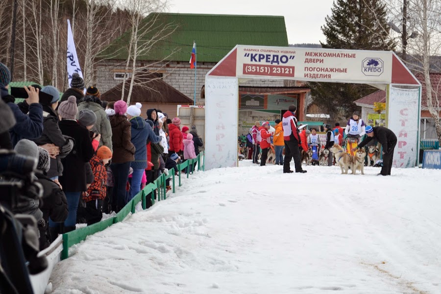 В собачьей упряжке за Кубком мира.