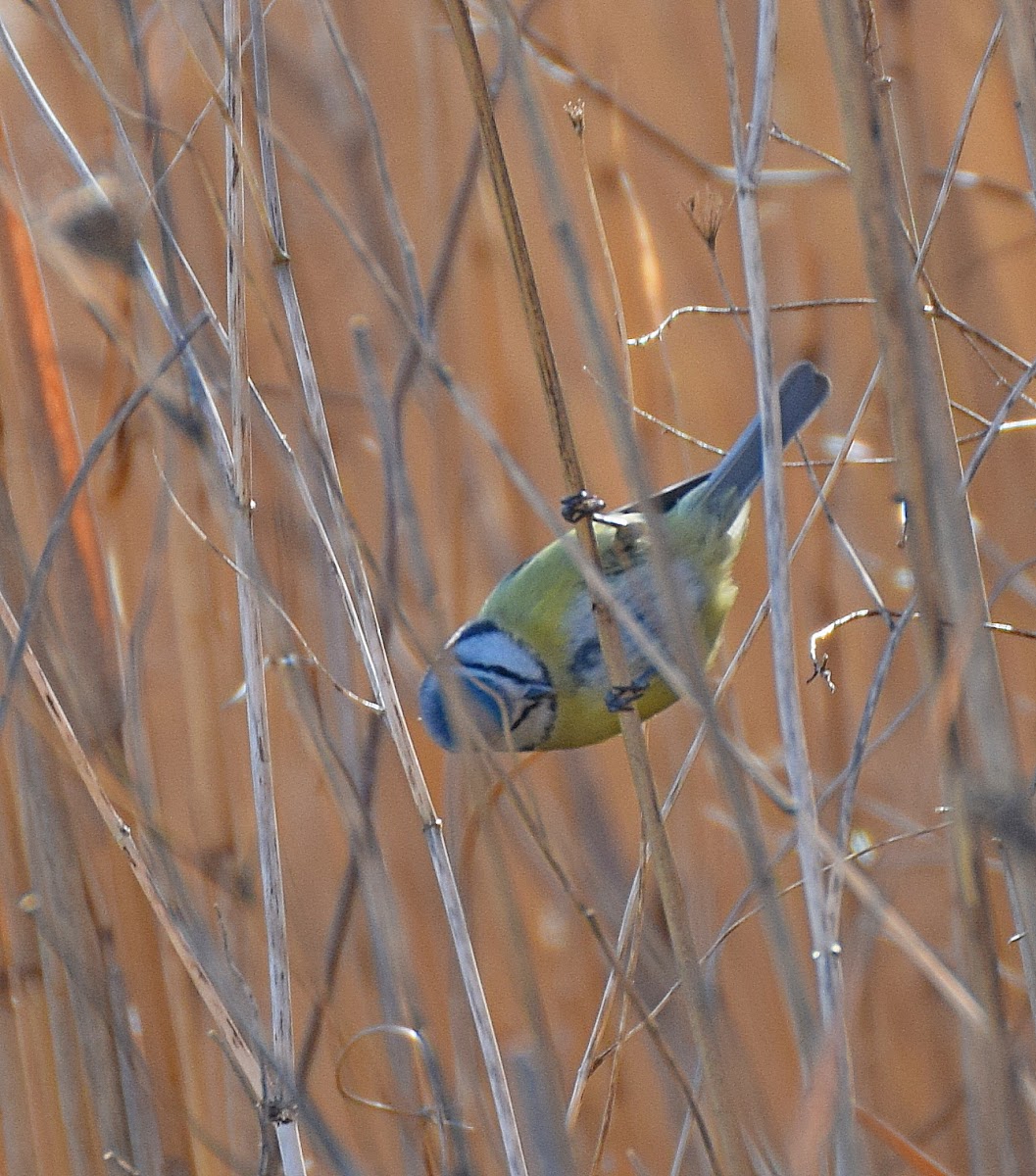 Eurasian Blue Tit