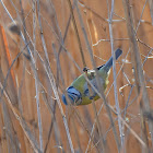 Eurasian Blue Tit