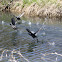 American Coots (Mudhens)