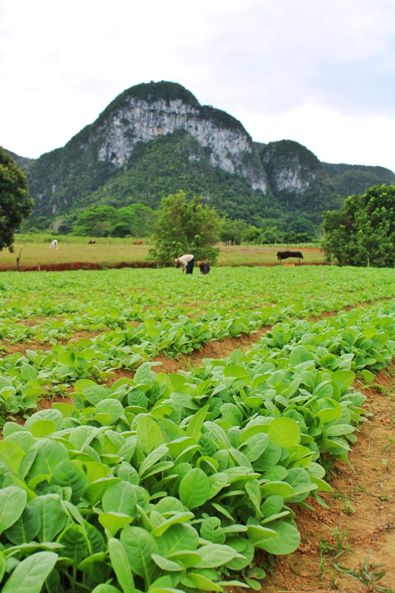 Cuba e le distese di Tabacco  di OlgaEmme