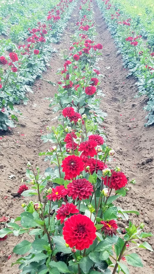 Swan Island Dahlias