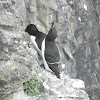 Razorbill