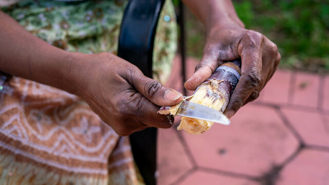 Woman in backyard cutting sugar cane - a woman holding a knife and a piece of food