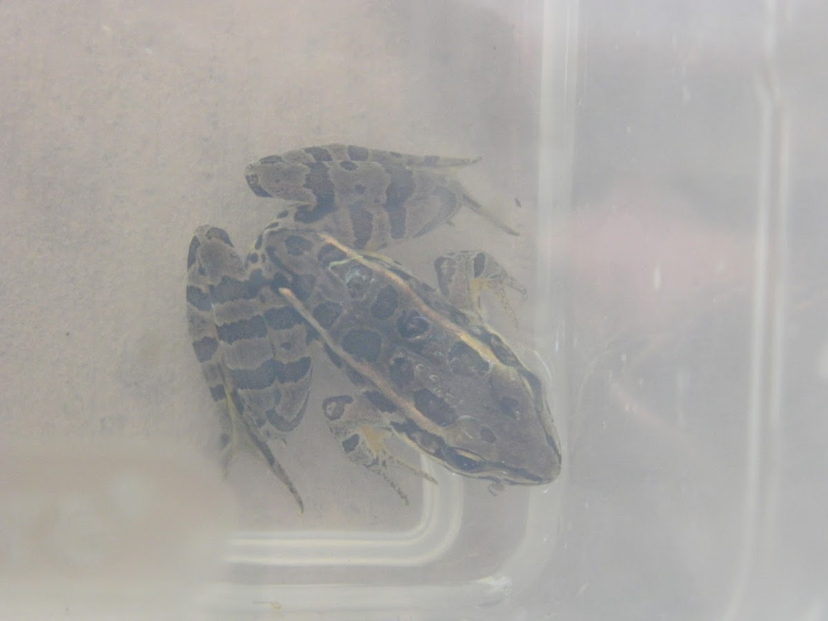 Pickerel Frog