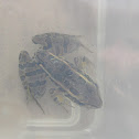 Pickerel Frog