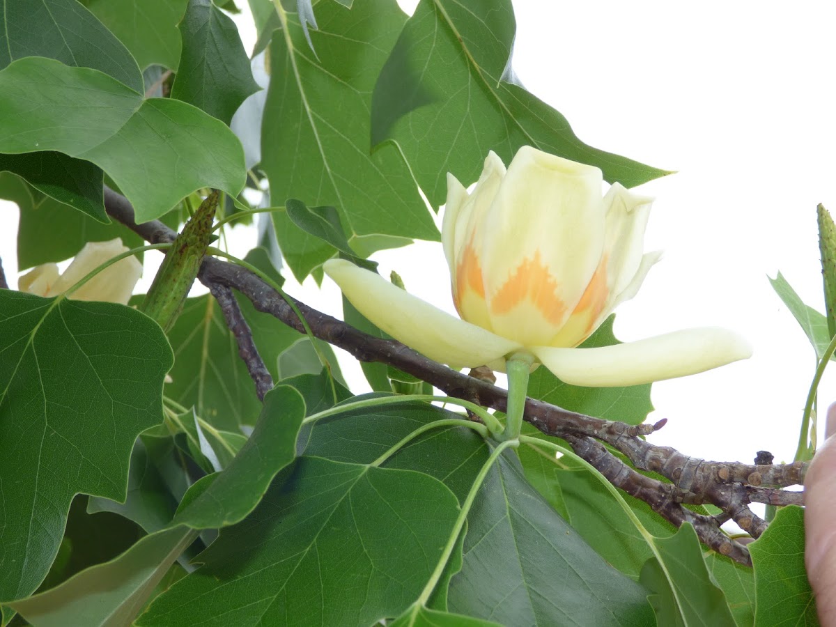 Tulip Tree