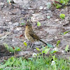 Song Thrush