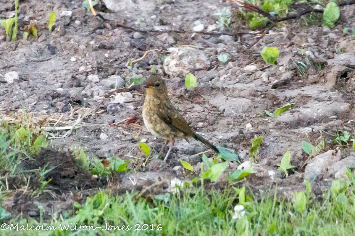 Song Thrush