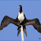 Christmas Island Frigatebird