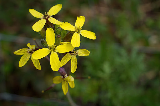 Coincya monensis