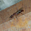 Florida carpenter ant