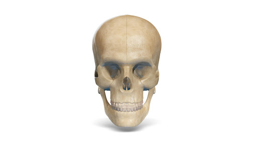 Human Skull 3D