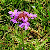 Prairie Verbena