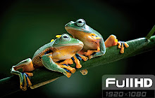 Frog Wallpapers FullHD New Tab small promo image