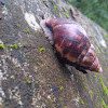 African Giant snail