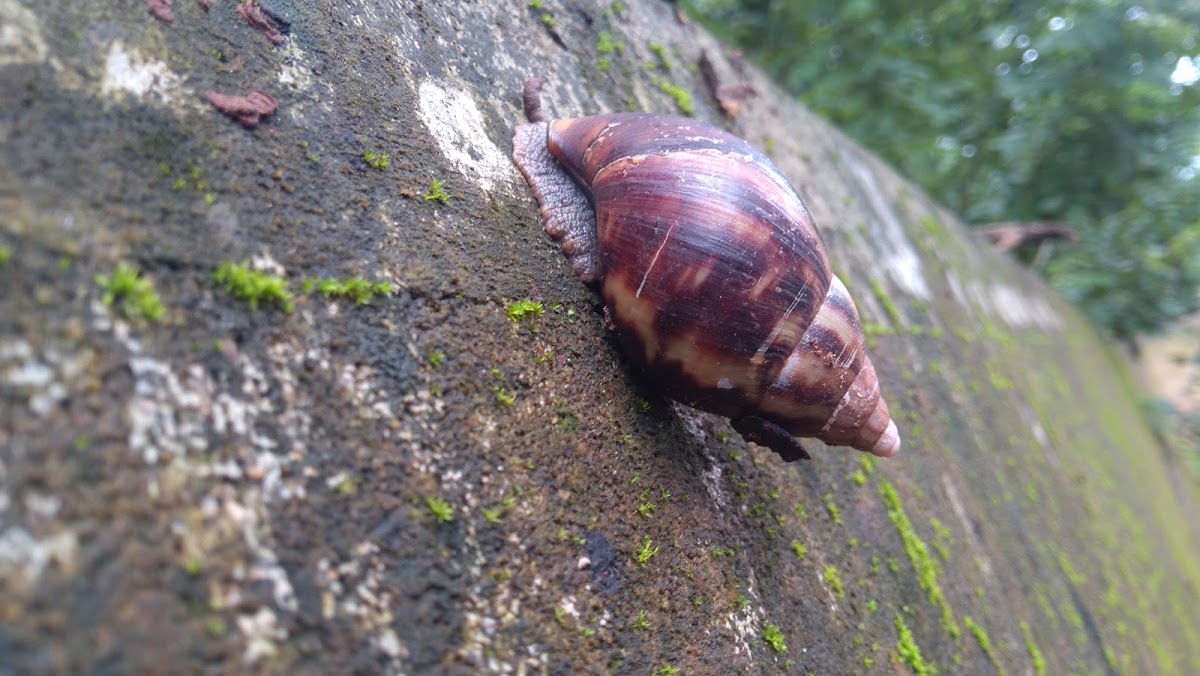 African Giant snail