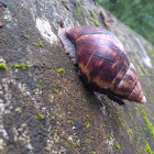 African Giant snail