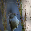 Tasmanian Thornbill