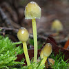 Yellow-stemmed mycena