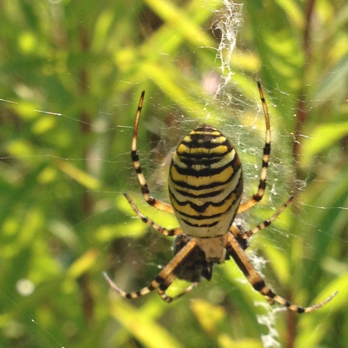 The wasp spider