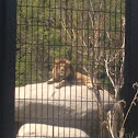 African lion male