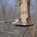 Tufted Titmouse