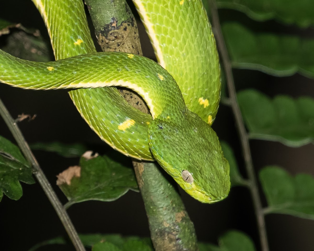 Side-striped palm pit viper